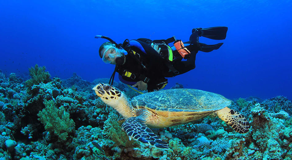 Mergulho autônomo — Sul do Recife de Fora, Porto Seguro (BA)